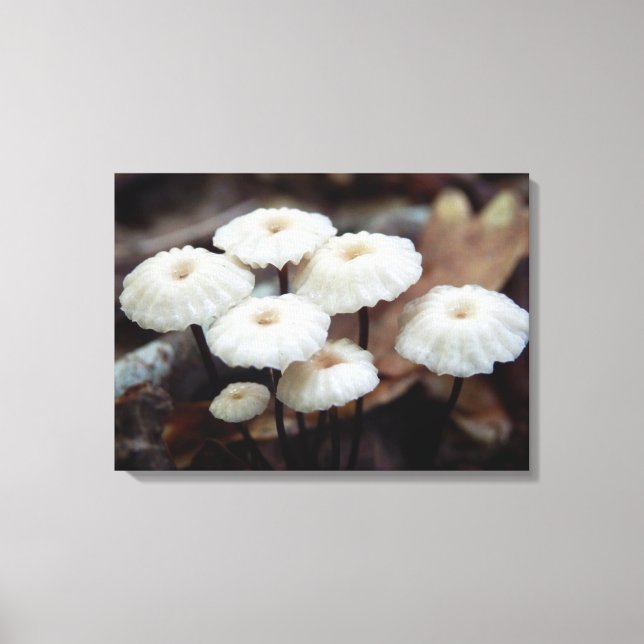 Impresión de canvas de hongos marasmius rotula (Anverso)