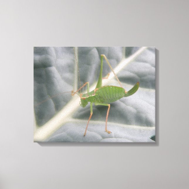 Impresión de canvas de macros de cricket verde (Anverso)
