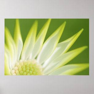 Impresión de canvas de margarita