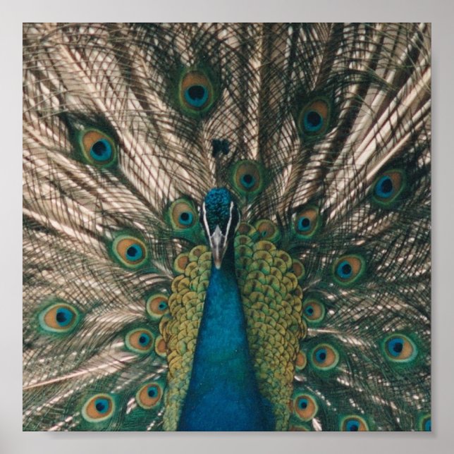 IMPRESIÓN DE CANVAS DE PEACOCK (Frente)