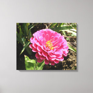 Impresión de canvas de zinnia rosa