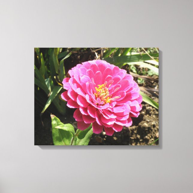 Impresión de canvas de zinnia rosa (Anverso)