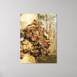 Impresión de canvas para hongos de Chaga