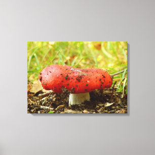 Impresión de canvas Russula Emetica