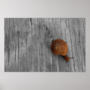 Impresión de caracol solitario