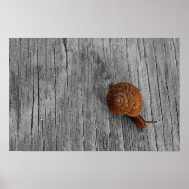 Impresión de caracol solitario (Frente)