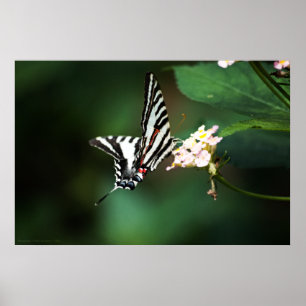 Impresión de cebra pequeña