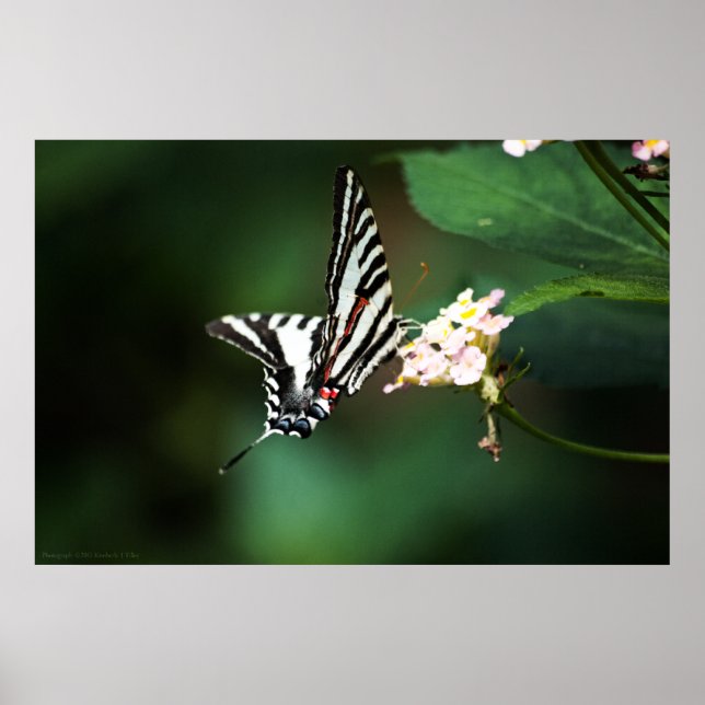 Impresión de cebra pequeña (Frente)