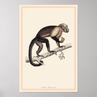 IMPRESIÓN DE CEBUS MONACHUS MONKEY