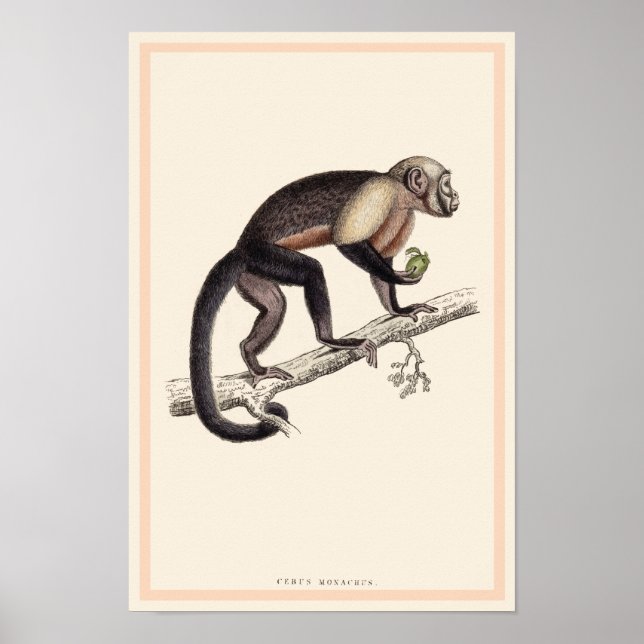IMPRESIÓN DE CEBUS MONACHUS MONKEY (Frente)