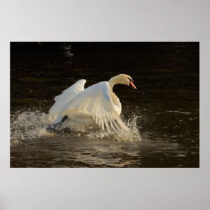 Impresión de cisne