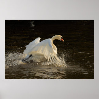 Impresión de cisne