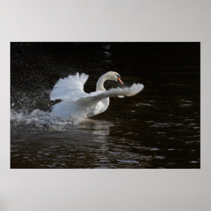 Impresión de cisne de ala superada