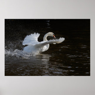 Impresión de cisne de ala superada