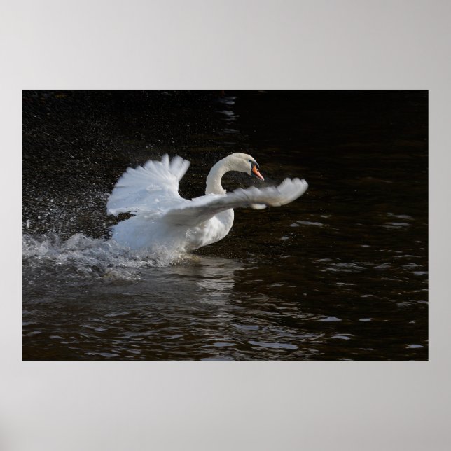 Impresión de cisne de ala superada (Frente)
