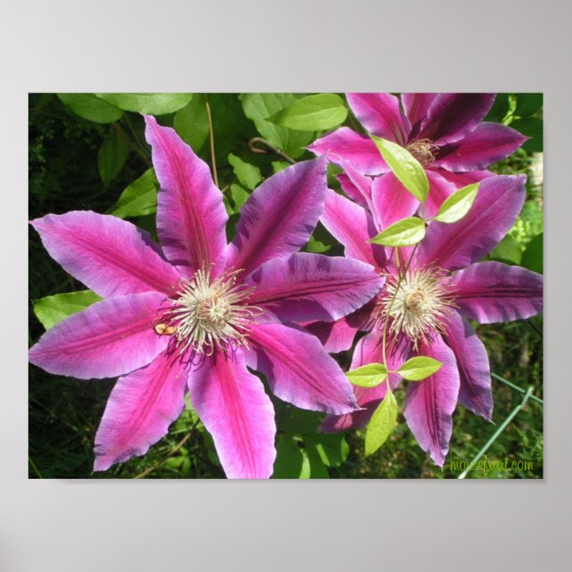 Impresión de clematis rosados de bonito (Frente)