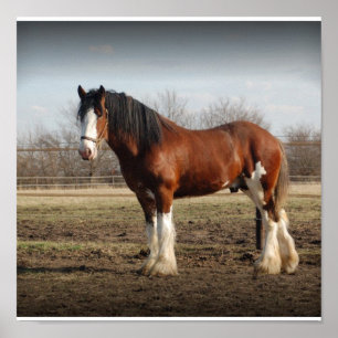 Impresión de clydesdale stud