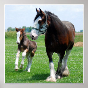 Impresión de Clydesdale y de la potra