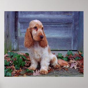 Impresión de cocker spaniel del inglés