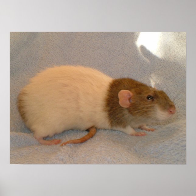 Impresión de cola de raciones (Frente)