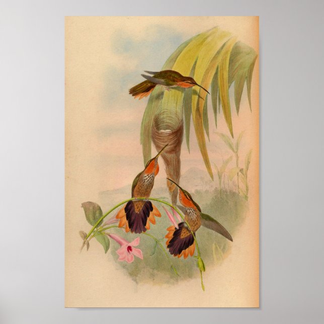 Impresión de colibrí de 1861 de la época (Frente)