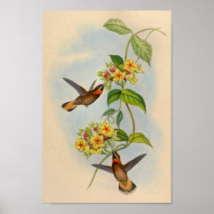 Impresión de colibrí de cola aserrada 1861