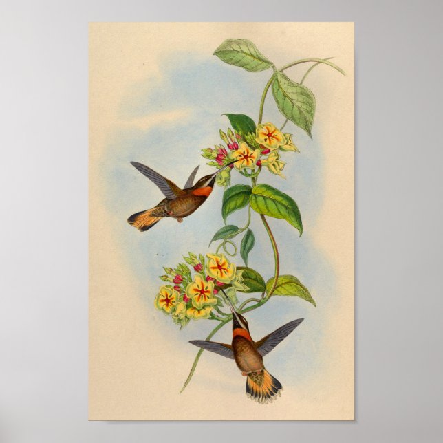 Impresión de colibrí de cola aserrada 1861 (Frente)