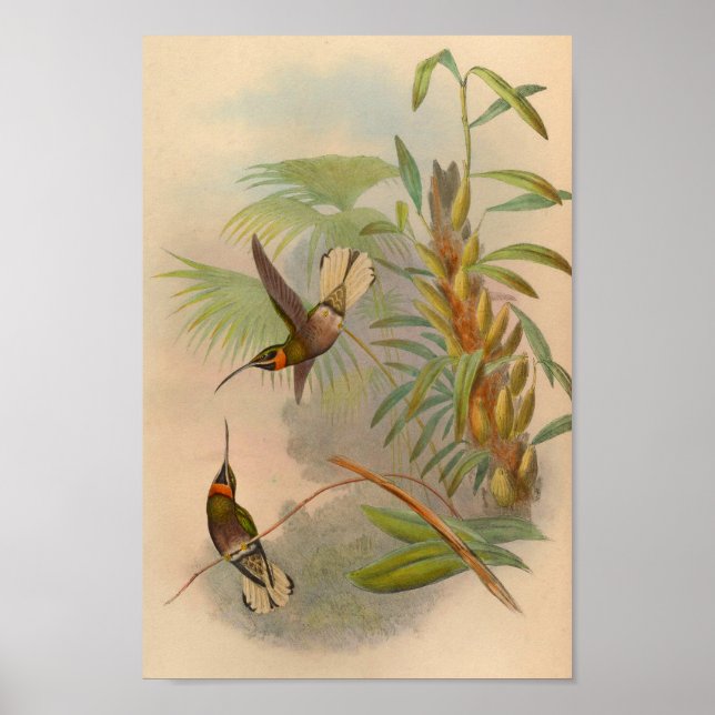 Impresión de colibrí de cola blanca 1861 (Frente)