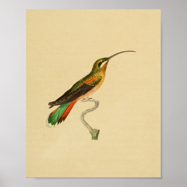 Impresión de colibríes de la época 1830 (Frente)