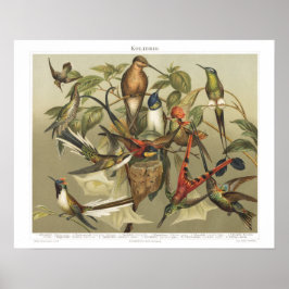 Impresión de colibríes para aves de época de 1800