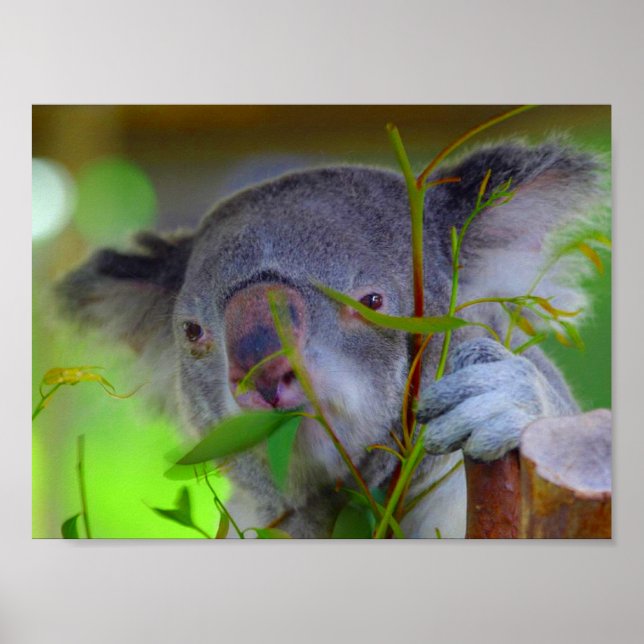 Impresión de comida de Koala (Frente)