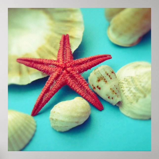impresión de conchas marinas (Frente)
