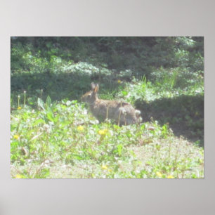 Impresión de conejito salvaje