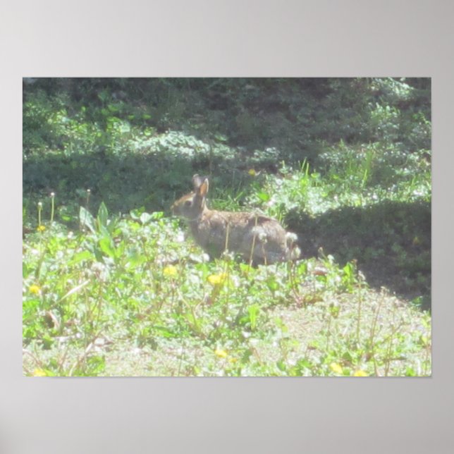 Impresión de conejito salvaje (Frente)