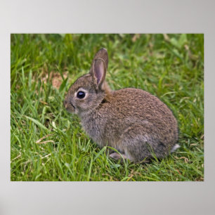 Impresión de conejo para bebés