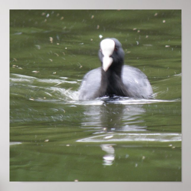 Impresión de coot nadando (Frente)
