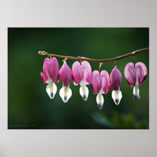 Impresión de Corazones Dainty