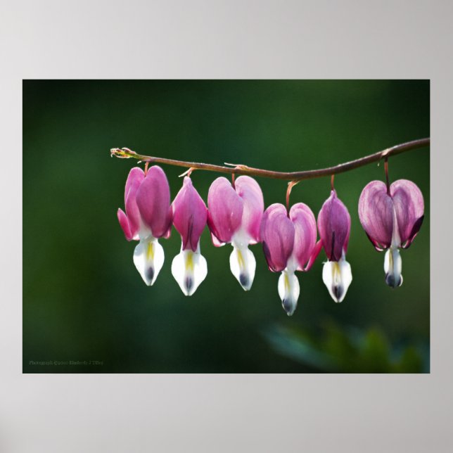 Impresión de Corazones Dainty (Frente)