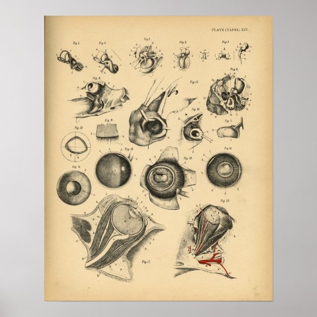 Impresión de cosecha 1908 Anatomía de nariz de oid (Frente)