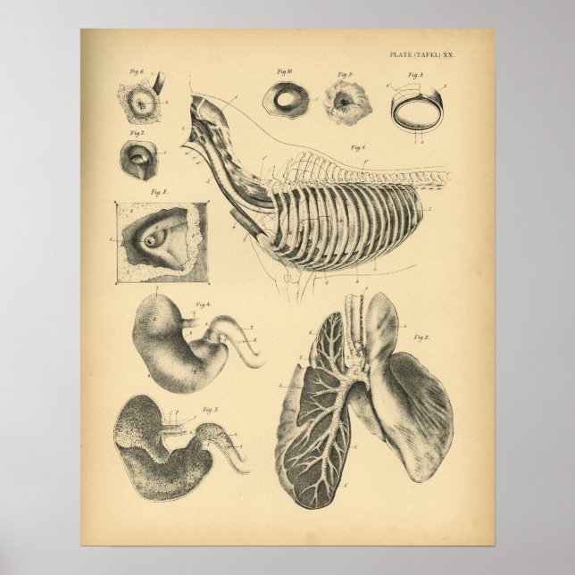 Impresión de cosecha 1908 para pulmones de caballo (Frente)