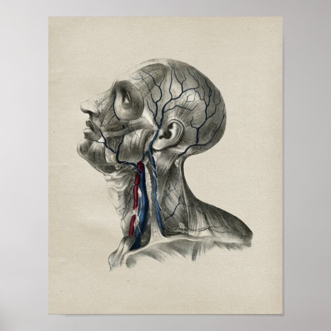 Impresión de cosecha de anatomía de cuello humano (Frente)