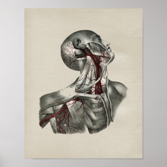 Impresión de cosecha de anatomía de cuello humano (Frente)