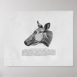 Impresión de cosecha de anatomía muscular de vaca