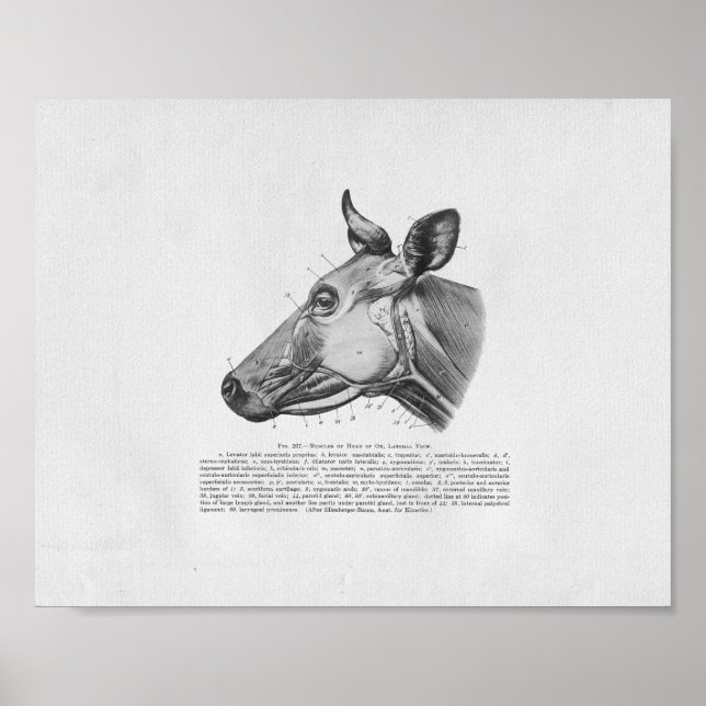 Impresión de cosecha de anatomía muscular de vaca (Frente)