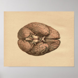 Impresión de cosecha de bovinos de anatomía cerebr