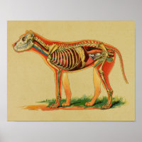 Impresión de cosecha de canina de perro de 1905