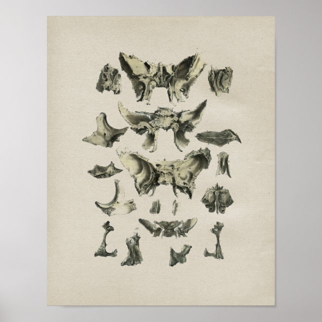 Impresión de cosecha de huesos de cráneo humanos A (Frente)