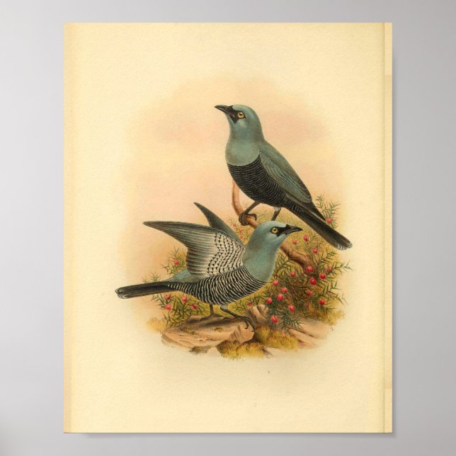 Impresión de cosecha de pájaro azul mafoor cucú Sh (Frente)