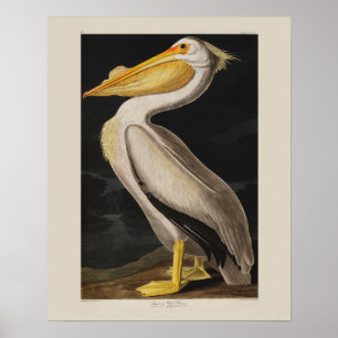 Impresión de cosecha de pájaros pelícanos blancos 