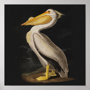 Impresión de cosecha de pájaros pelícanos blancos 